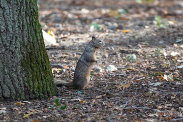A ground squirrel sitting up and being curious 