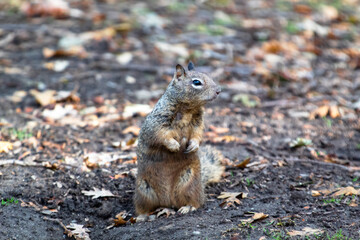 Naklejka na ściany i meble A ground squirrel sitting up and being curious 