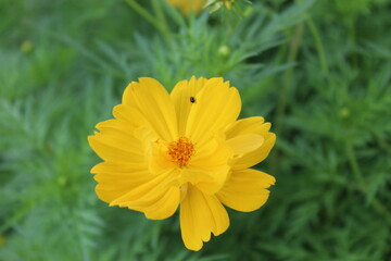 Flor amarilla hermosa