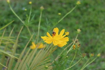 Abeja en flor