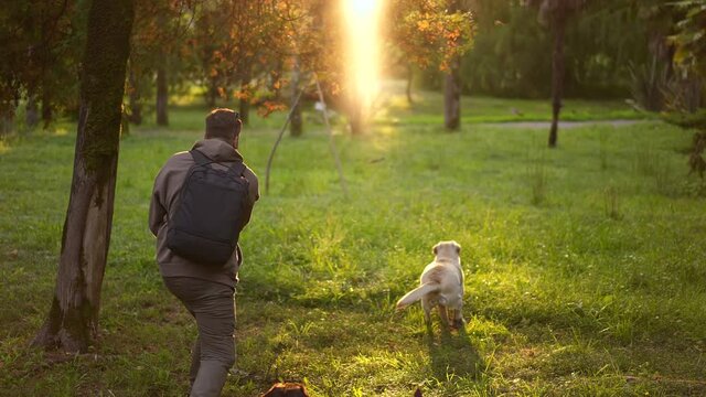 Male owner playing with Labrador dogs in park. Man, animal lover, pet parent fooling around with his companions in park. Adorable domestic animals training. Dog handler spending time with companions.