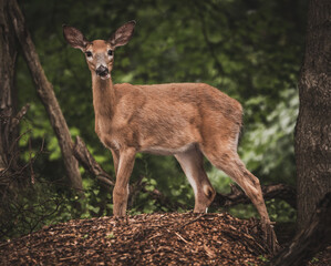 Beautiful deer in the forest in the summer