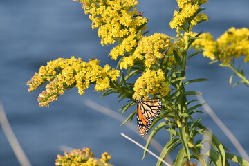 Monarch butterfly