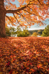 yellow leaf covered tree in autumn with sunlight 