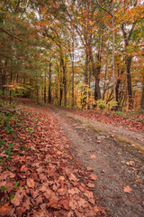 hidden road in woods with fall colors in October foliage