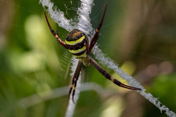 A yellow-black striped spider hanging on its web. Close-up macro photo with focus on the creature's eyes.