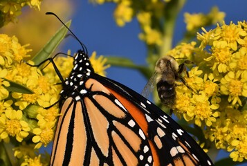 Monarch butterfly