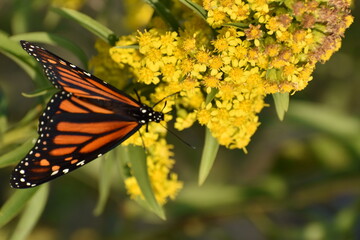 Monarch butterfly