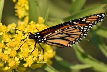 Monarch butterfly