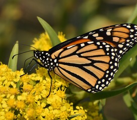 Monarch butterfly