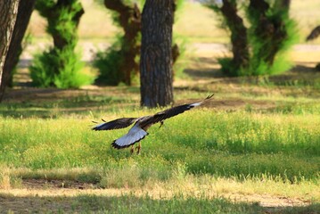 uterus guarding its nest from intruders