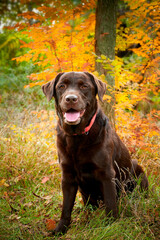 Brown chocolate Labrador retriever in autumn forest against yellow leaves background
