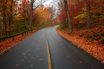 fall road through forest in autumn