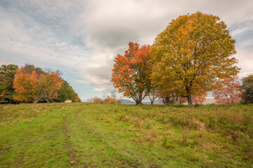 autumn colors in field with orange and yellow trees