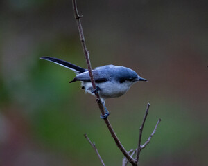 Masked Gnatcatcher a small songbird