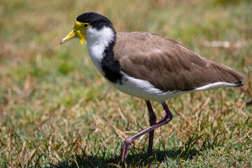 A plover (or Masked Lapwing) bird is standing on the grass