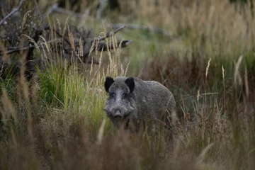Fotobehang Wild boar on the autumn meadow. Boar next to the wood. European wildlife.  © prochym