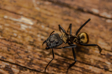 Shimmering Golden Sugar ant