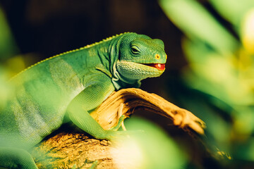 Close-up of green iguana on its habitat on land - wooden branch. Beautiful lizard in zoo or terrarium. Exotic tropical animals concept.