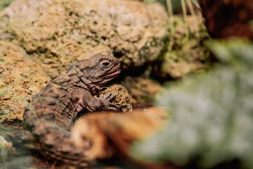 Close-up of australian water dragon on its habitat on land. Beautiful tuatara in zoo or terrarium. Exotic tropical animals concept.