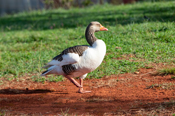 Naklejka na ściany i meble Domestic goose on grass in closeup and selective focus.