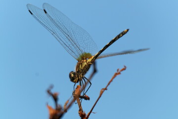 dragonfly on a twig