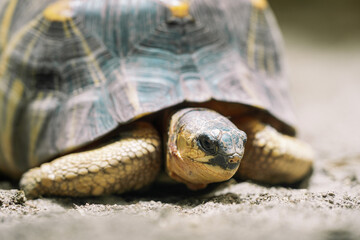 Close-up of radiated tortoise in its habitat on land. Beautiful turtle - rare species, Madagascar endemic. Exotic tropical animals concept.