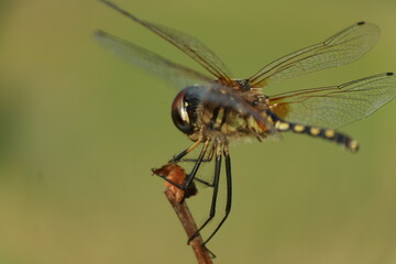 dragonfly close up