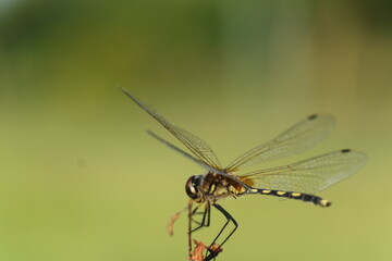 Fototapeta na wymiar dragonfly on a leaf