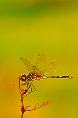 dragonfly on a branch
