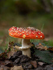 Fly Agaric Fungus