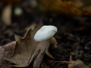 Fungus in Woodland