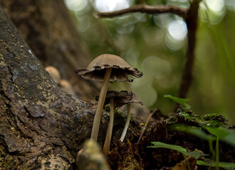 Glistening Inkcap Fungi