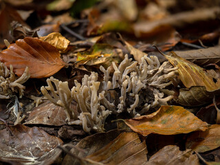 Grey Coral Fungus