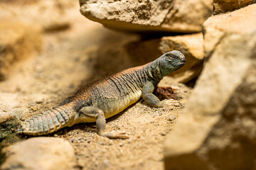 Close-up of lizard in its habitat on land. Beautiful reptile in zoo terrarium. Exotic tropical animals concept.