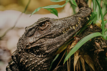 Close-up of crocodile in its habitat on land. Beautiful reptile rare species. Exotic tropical animals concept.