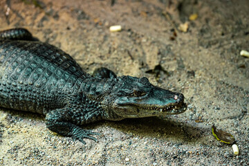 Obraz premium Close-up of crocodile in its habitat on land. Beautiful reptile rare species. Exotic tropical animals concept.