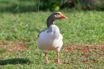 White and gray domestic goose on grass in closeup portrait and selective focus.