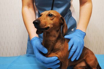 Dog at the veterinary clinic. Smooth-haired mini dachshund and veterinarian hands