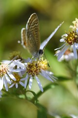 Aster ageratoides petals and nectar-sucking insects. Asteraceae perennial plants. The flowering season is from August to November. 
