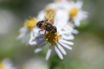 Aster ageratoides petals and nectar-sucking insects. Asteraceae perennial plants. The flowering season is from August to November. 