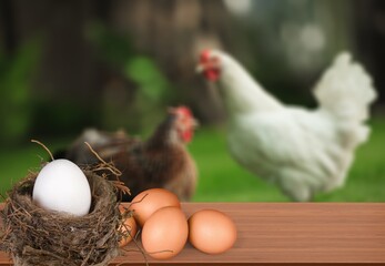 Set of chicken eggs on a wooden table over the farm in the countryside