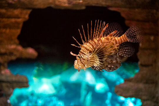 Close-up Of Fish Swimming In An Auarium At Aquaria Klcc, Kuala Lumpur