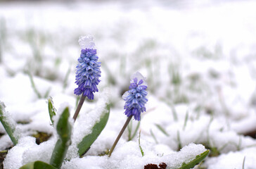 Blue flowers under snow. Blue Muscari flowers in garden under snow. Early spring or late fall...