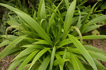 Obraz premium Garden design. Ornamental grasses. Closeup view of Seteria sulcata, also known as Palm Grass, green leaves foliage and flowers, spring blooming in the park.