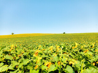 Fototapeta na wymiar field of sunflowers and nature landscape on a sunny day with cloudless sky