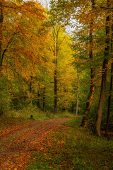 Herbstwald mit Weg