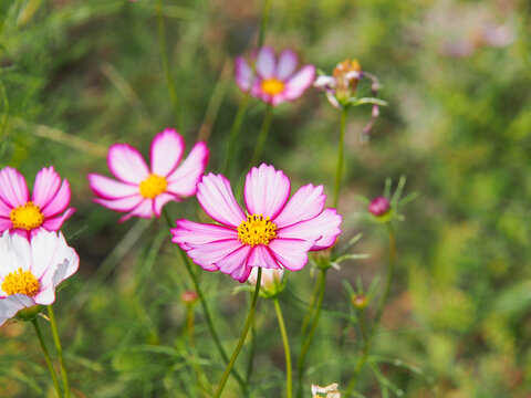 秋の花 コスモスの品種 ピコティー
