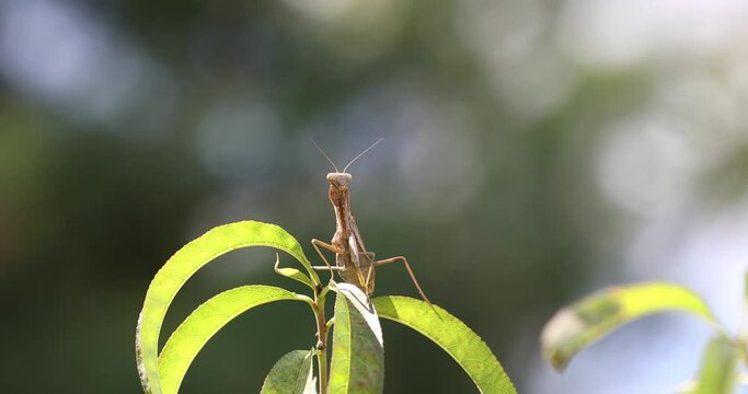 A mantis that transforms into an autumn protective color