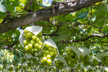 山梨県勝沼　シャインマスカットのぶどう棚